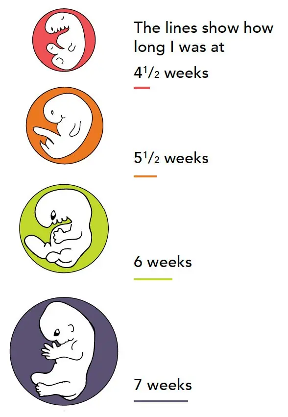 Visual lines showing the length of an embryo at different periods of development